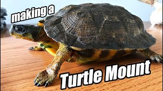 How To Mount A Turtle [upl. by Kentiggerma]