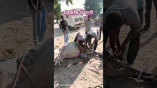 Orchitis  scrotal edema  of Bull treatment cattle male viralvideo [upl. by Orihakat900]