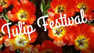 Free Tulip Festival  Morges Switzerland [upl. by Durwyn]