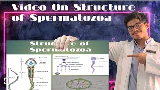 Structure of Spermatozoa [upl. by Vogel]