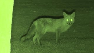 Foxing  Brilliant HD night vision fox shooting [upl. by Ellis796]