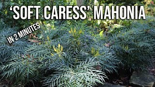 ‘Soft Caress’ Mahonia in 2 Minutes  Flowering Shade Evergreen [upl. by Atikal]