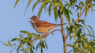 Dorngrasmücke singt mit Nachtigall im Duett Whitethrout singing a duet with Nightingale [upl. by Eirret]