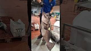 Cernia di Fondale gigante 😲😲 al mercato di Riposto amazing fish [upl. by Niletak]