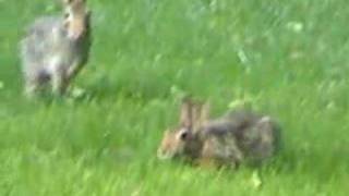 Wild rabbit behaviors [upl. by Pearline283]