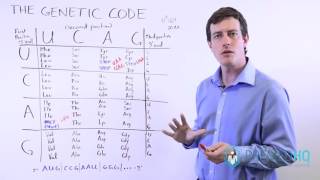 DNA and Genetic Mutations  3 Types of Point Mutations and Frame Shift Mutations [upl. by Shatzer287]