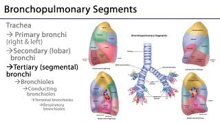 Lungs and Ventilation Pathway LO3  Tracheobronchial Tree [upl. by Norahs]