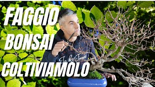 COME MANTENERE UN BONSAI DI FAGGIO RACCOLTO IN NATURA [upl. by Bishop271]