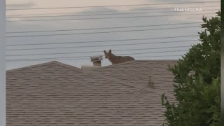 Coyotes take over Arcadia neighborhood [upl. by Hgeilyak]