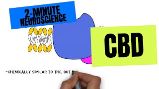 2Minute Neuroscience CBD [upl. by Toddie660]