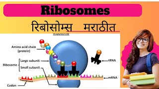 Ribosomes explained l Biology l [upl. by Saxen]