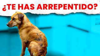 El 54 de los Dueños se Arrepiente de Adoptar un Perro ¿Por qué [upl. by Naahs77]