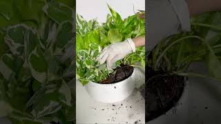 Plant a Pothos bowl with us plants indoorplants pothos houseplants pothosplant [upl. by Neros311]