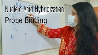 Nucleic Acid Hybridization and Probes [upl. by Juditha927]