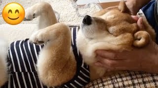 Shiba getting head massage [upl. by Nieberg306]