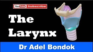 Anatomy of the Larynx Cartilages Membranes Cavity Muscles Nerve amp Blood Supply Dr Adel Bondok [upl. by Rouvin]