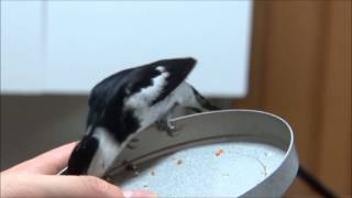 天人鳥 Handtamed pintailed whydahs [upl. by Lodhia]