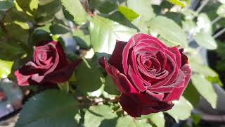 Black Baccara Rose Ruza Crna Bakara [upl. by Leland]