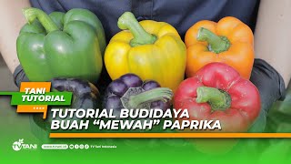 Tutorial Budidaya Buah Mewah Paprika [upl. by Guild574]