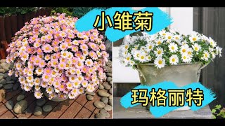 漂亮的小雏菊，玛格丽特。（Marguerite DaisyArgyranthemum 【沙拉养花】 [upl. by Charlet]