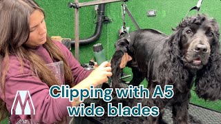 Cocker Spaniel Clip  Masterclip Cordless Dog Clipper amp 5F Wide Clipper Blade doggrooming [upl. by Aivlys]