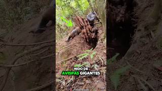 Avispón Asesino 🐝😱 Avispón Gigante Asiático 🤢 [upl. by Aneret]