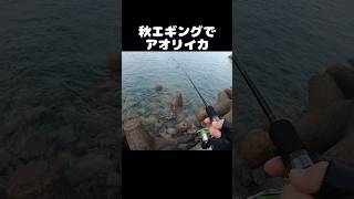 【秋イカ】エギングでアオリイカが釣れる瞬間！イカ釣り fishing エギング shorts [upl. by Pelage]