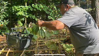 Harvesting My Cushaw Squash amp Prepping For Fall Gardening [upl. by Eiznek]