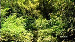 Tropical Rainforest IMAX HD [upl. by Derian95]