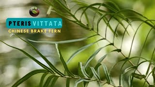 Pteris Vittata [upl. by Nawiat195]