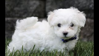 Maltese Puppies for Sale [upl. by Noedig]