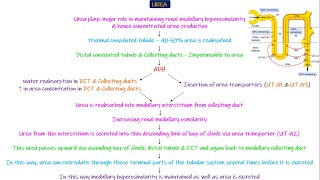 Urea and Renal Medullary Interstitial Hyperosmolarity Chapter 29 part 4 Guyton and Hall Physiology [upl. by Benedic542]