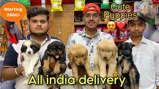 Cheapest Dogs Market In Gwalior MP  Rottweiler Puppy Golden Retriever  Dog in Cheap Price [upl. by Ihsoyim]