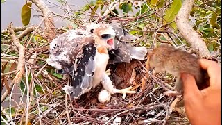 Blackshouldered kite Baby Birds happy to see food arriveEp31 [upl. by Loredo]