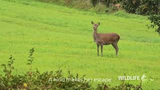 Monitoring the Quantock Staghounds Haddon [upl. by Kushner593]