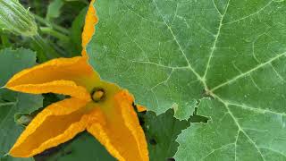 Squash Vine Borer Squash Blossom and Squash Bug Eggs Are Here In Alabama [upl. by Bull]