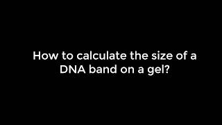 dna ladder standard curve [upl. by Burkle491]