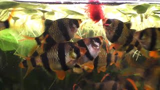 Can Feeding Bloodworms To Your Fish Be Dangerous [upl. by Adaminah792]