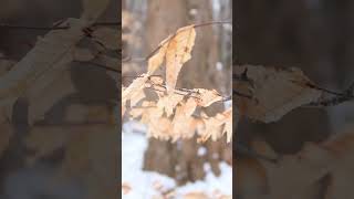 Facts about deciduous treesshortvideotop05topviralshortviralvideoshortvideoshortsshortviral [upl. by Nohsar604]