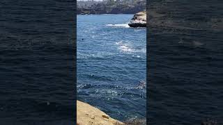 Swim near the Seals and Sea Lions at La Jolla Cove San Diego CA [upl. by Aaronson]