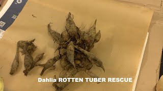 Dahlia ROTTEN TUBER RESCUE [upl. by Warring]