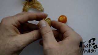 Physalis Growing Guide Chinese lanterns by GardenersHQ [upl. by Olli]