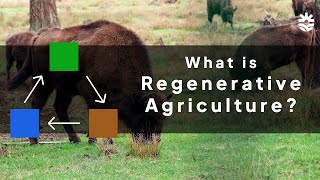 What is Regenerative Agriculture [upl. by Kahcztiy]