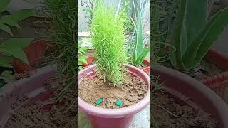 🤗  how to grow plant  bassia scoprian plant  plants  gardening  for beginners  beautiful 😍 [upl. by Netsew708]