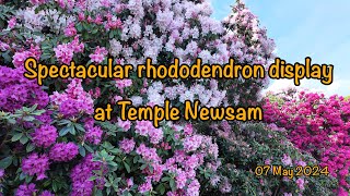 20240507 spectacular rhododendron display at Temple Newsam [upl. by Rika689]