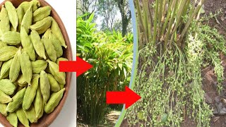 How to grow Cardamom at home  elaichi ka paudha kaise ugaye  এলাচ চারা তৈরির পদ্ধতি [upl. by Elyn]