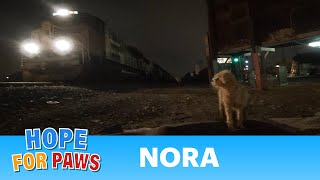 An abandoned dog on the railroad tracks gets rescued  you must see this Please share hope [upl. by Hite]