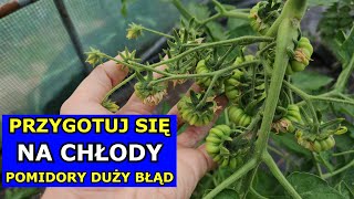 Chłody Mogą Paść Pomidory Ogórki Arbuzy Duży Błąd Choroby Pomidorów Tunel Przygotuj się na Chłody [upl. by Dahij]