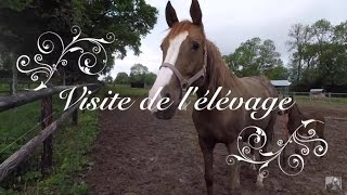 ♥ ELEVAGE TOUR ♥ Visite de lélevage de chevaux de mon beaupère [upl. by Lauhsoj]