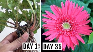 Simplest Way to GrowPropagate Gerbera from Cuttings [upl. by Eiral]